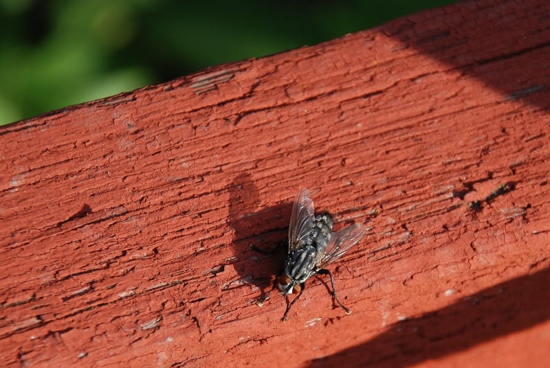 Common Pests and Diseases