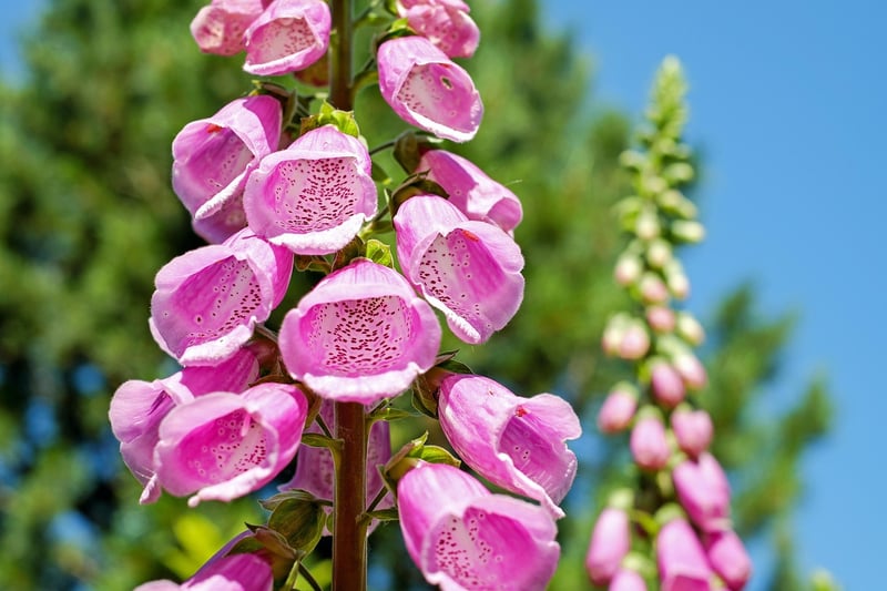 Edible Vertical Garden Plants